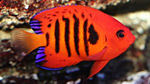 10 Ikan Tercantik di Dunia
