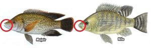 Letak Perbedaan Ikan Nila dan Mujair
