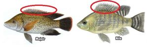 Letak Perbedaan Ikan Nila dan Mujair