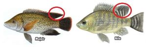 Letak Perbedaan Ikan Nila dan Mujair