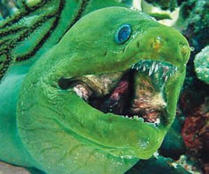 5 Ikan Terbuas dan Menakutkan