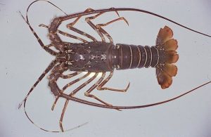 Mengenal Jenis-Jenis Lobster dan Karakteristiknya