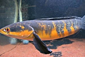 Toman Borneo dan Ulang Uli, 2 Jenis Ikan Endemik Pulau Borneo Kalimantan