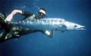 iIkan Tercepat di Lautan