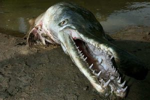 10 Ikan Raksasa Air Tawar yang Terancam Punah