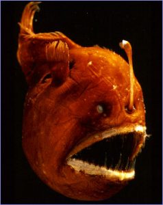 5 Ikan Terbuas dan Menakutkan