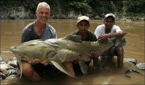 10 Ikan Raksasa Air Tawar yang Terancam Punah