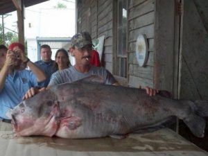 9 Rekor Dunia Ikan Terbesar Yang Pernah Tertangkap