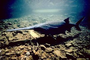 10 Ikan Raksasa Air Tawar yang Terancam Punah