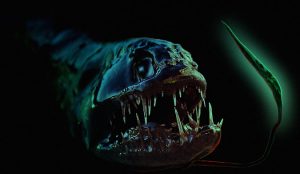 5 Ikan Terbuas dan Menakutkan