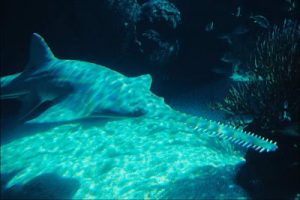 10 Ikan Raksasa Air Tawar yang Terancam Punah