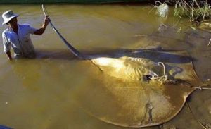 10 Ikan Raksasa Air Tawar yang Terancam Punah