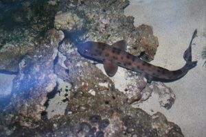 10 Jenis Ikan Hiu yang Dilindungi Undang-Undang dan Tidak Boleh Ditangkap di Indonesia