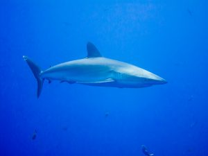 10 Jenis Ikan Hiu yang Dilindungi Undang-Undang dan Tidak Boleh Ditangkap di Indonesia