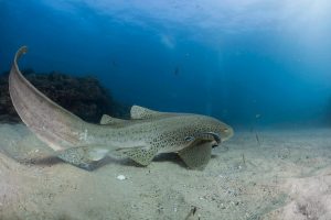 10 Jenis Ikan Hiu yang Dilindungi Undang-Undang dan Tidak Boleh Ditangkap di Indonesia