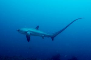 10 Jenis Ikan Hiu yang Dilindungi Undang-Undang dan Tidak Boleh Ditangkap di Indonesia