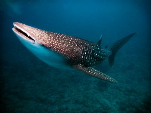10 Jenis Ikan Hiu yang Dilindungi Undang-Undang dan Tidak Boleh Ditangkap di Indonesia
