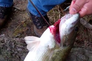Tips Menjaga Kesegaran Ikan Tangkapan Ala Jepang (di Fukui,Obama)