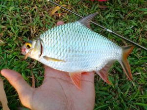 2 Ikan Langka di Bukit Barisan