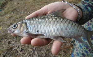Silok dan Semah, Ikan Endemik Borneo yang Mulai Langka