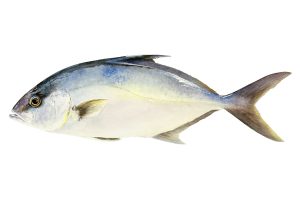 13 Jenis Keluarga Ikan Trevally yang Wajib Para Mania Ketahui