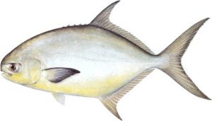 13 Jenis Keluarga Ikan Trevally yang Wajib Para Mania Ketahui