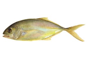 13 Jenis Keluarga Ikan Trevally yang Wajib Para Mania Ketahui