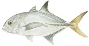 13 Jenis Keluarga Ikan Trevally yang Wajib Para Mania Ketahui