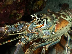 Mengenal Jenis-Jenis Lobster dan Karakteristiknya