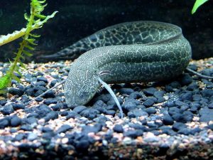 Lungfish, Si Ikan Ajaib Yang Bisa Berubah Menjadi Kepompong