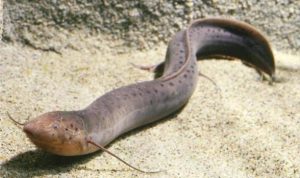 Lungfish, Si Ikan Ajaib Yang Bisa Berubah Menjadi Kepompong