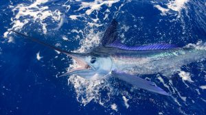 10 Jenis Ikan Billfish Target Para Pemancing Sportfishing