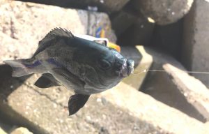 Iso Fishing, Trend Mancing Bergengsi di Negara Jepang