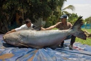 9 Rekor Dunia Ikan Terbesar Yang Pernah Tertangkap