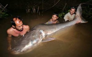 10 Ikan Raksasa Air Tawar yang Terancam Punah