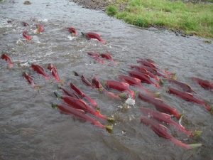 Faktor Sukses Mancing