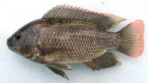 Cacing Aroma Buah, Umpan Jitu Mancing Bawal, Mas, Patin dan Mujair