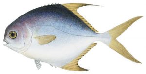 13 Jenis Keluarga Ikan Trevally yang Wajib Para Mania Ketahui