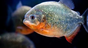 5 Ikan Terbuas dan Menakutkan