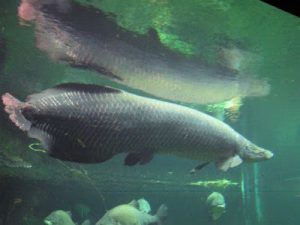 10 Ikan Raksasa Air Tawar yang Terancam Punah