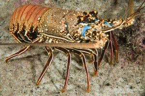 Mengenal Jenis-Jenis Lobster dan Karakteristiknya