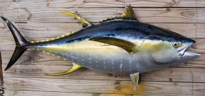 Casting yellowfin tuna dengan umpan soft lure